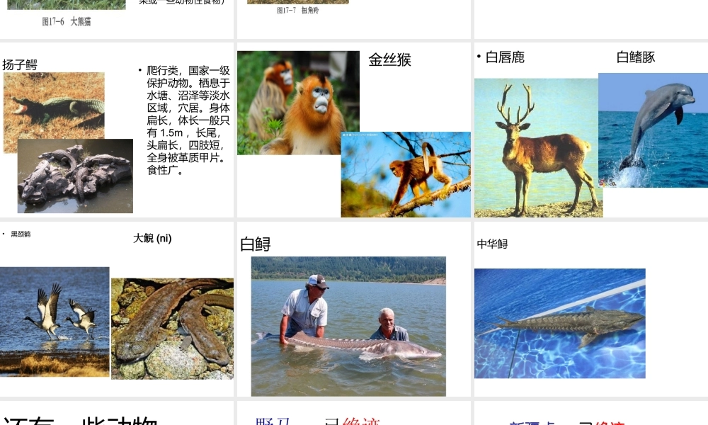 八年级生物上册 17.2《我国的动物资源及其保护》课件2 （新版）北师大版-（新版）北师大级上册生物课件