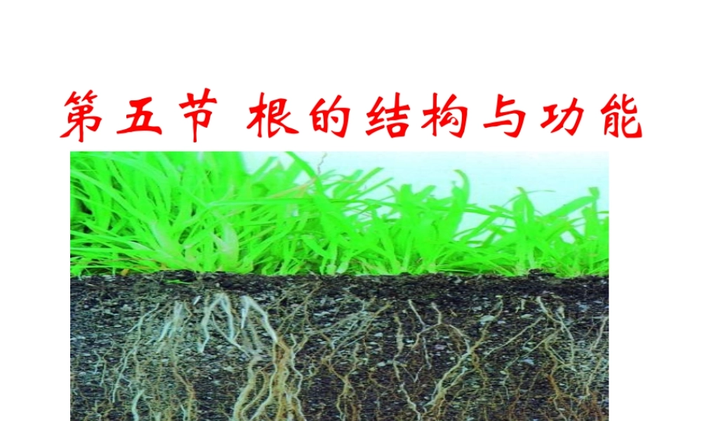 八年级生物上册 4.1.5 根的结构与功能课件 济南版