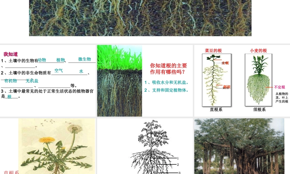 八年级生物上册 4.1.5 根的结构与功能课件 济南版