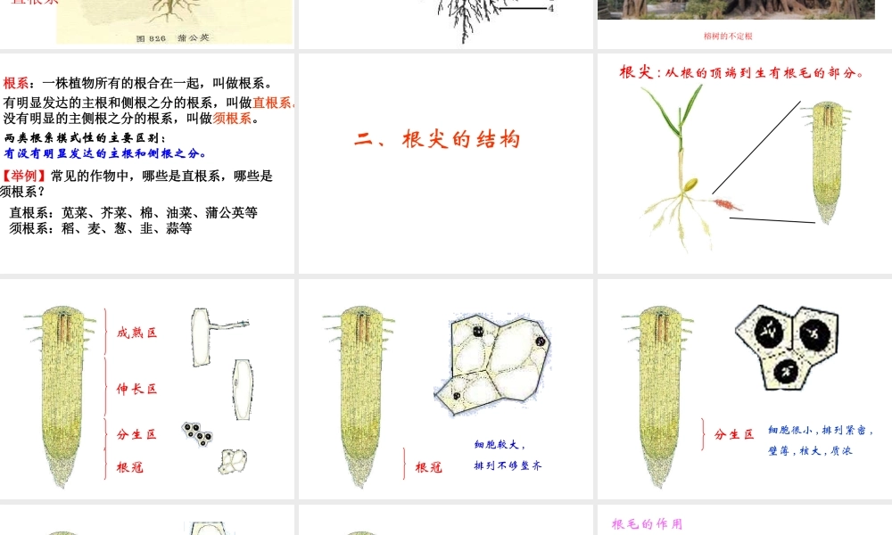 八年级生物上册 4.1.5 根的结构与功能课件 济南版