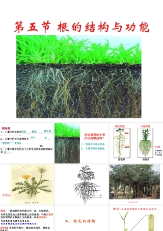 八年级生物上册 4.1.5 根的结构与功能课件 济南版
