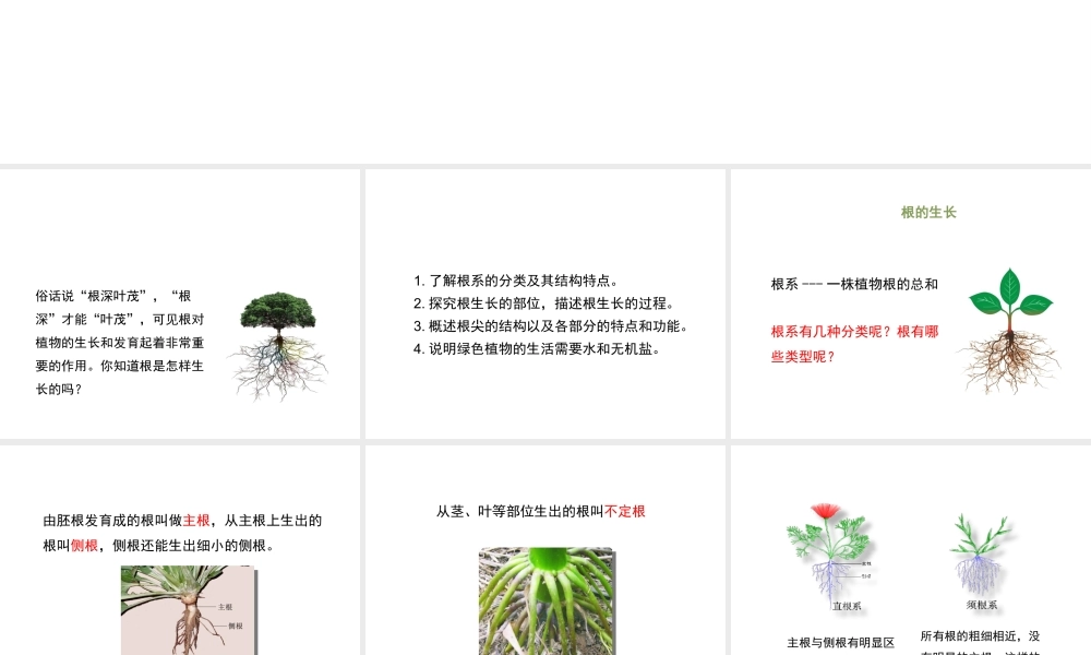 八年级生物上册 4.1.5《根的结构与功能》课件 （新版）济南版-（新版）济南版初中八年级上册生物课件