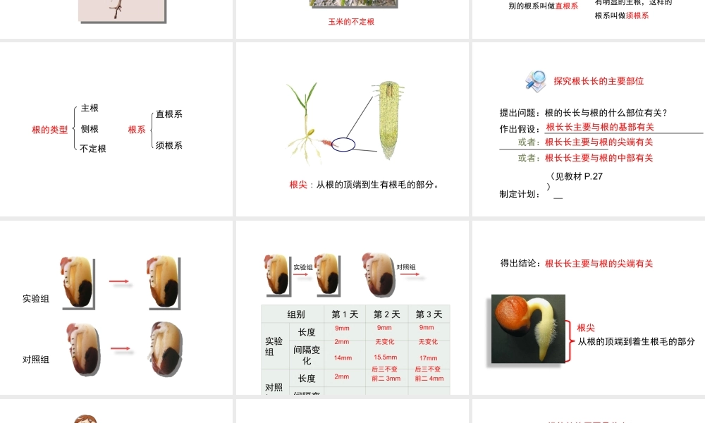 八年级生物上册 4.1.5《根的结构与功能》课件 （新版）济南版-（新版）济南版初中八年级上册生物课件