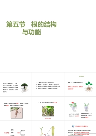 八年级生物上册 4.1.5《根的结构与功能》课件 （新版）济南版-（新版）济南版初中八年级上册生物课件