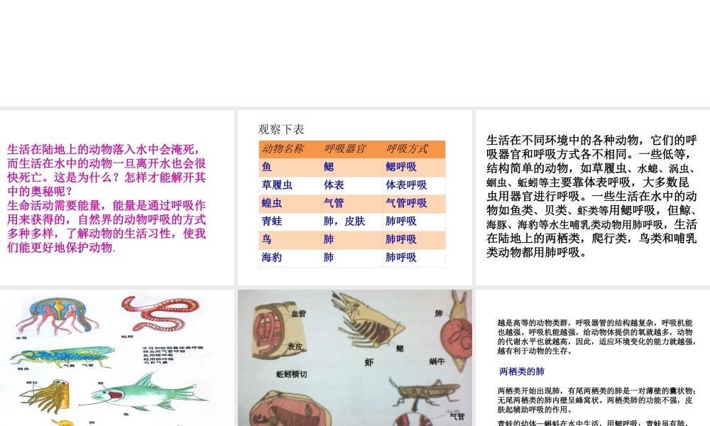 八年级生物上册 4.3《动物的呼吸与饲养密度》课件 冀教版