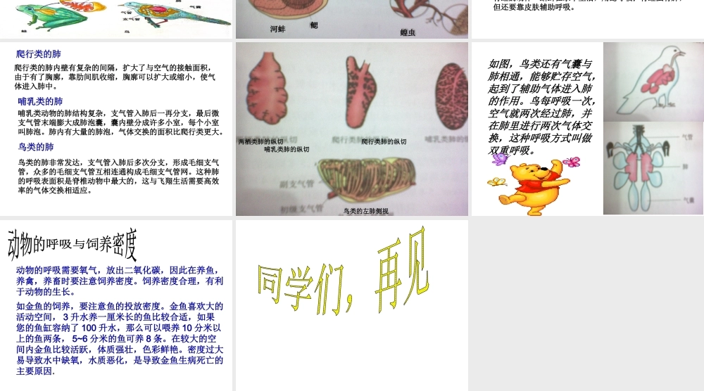 八年级生物上册 4.3《动物的呼吸与饲养密度》课件 冀教版