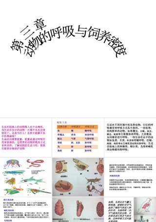 八年级生物上册 4.3《动物的呼吸与饲养密度》课件 冀教版