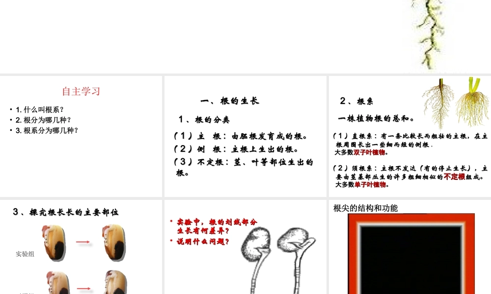 八年级生物上册 4.1.5《根的结构与功能》课件1 （新版）济南版-（新版）济南版初中八年级上册生物课件