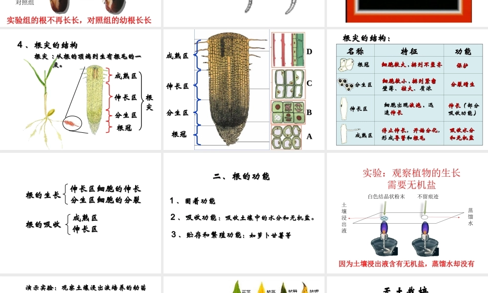 八年级生物上册 4.1.5《根的结构与功能》课件1 （新版）济南版-（新版）济南版初中八年级上册生物课件