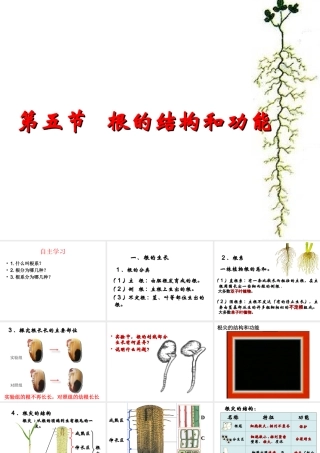 八年级生物上册 4.1.5《根的结构与功能》课件1 （新版）济南版-（新版）济南版初中八年级上册生物课件
