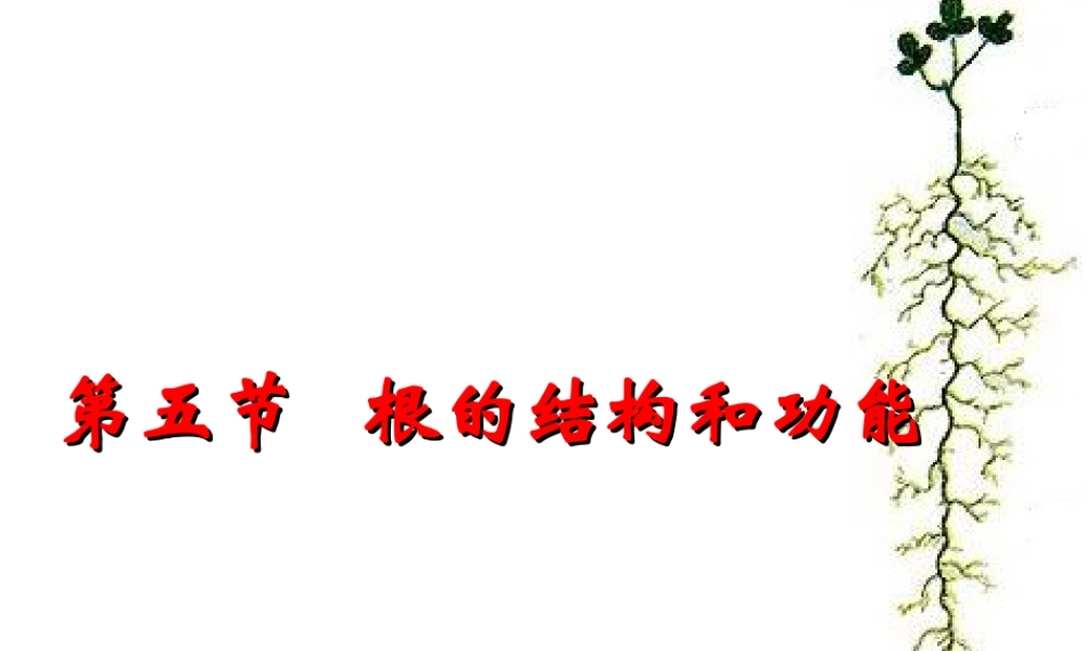八年级生物上册 4.1.5《根的结构与功能》课件1 （新版）济南版-（新版）济南级上册生物课件