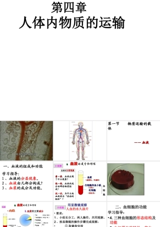 八年级生物上册 4.4.1 物质运输的载体课件 鲁科版五四制-鲁科版初中八年级上册生物课件