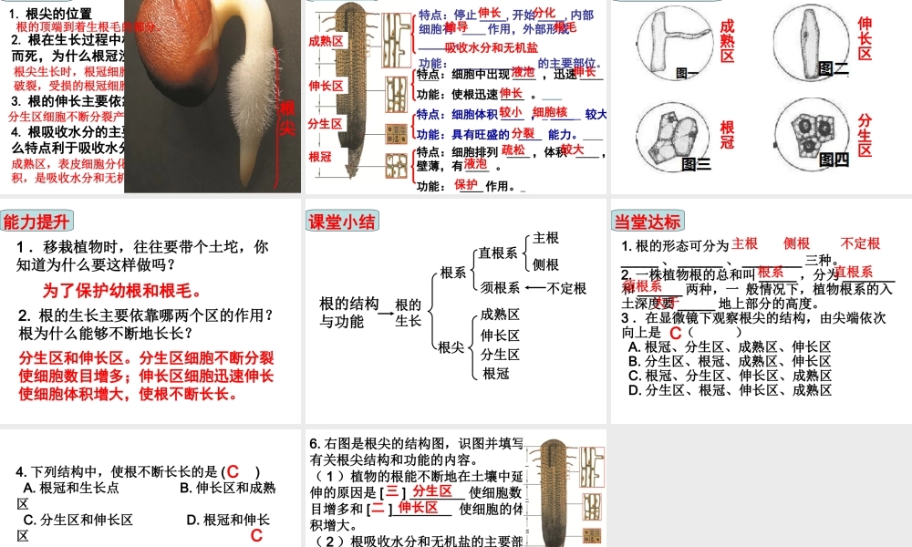 八年级生物上册 4.1.5《根的结构与功能》课件2 （新版）济南版-（新版）济南版初中八年级全册生物课件