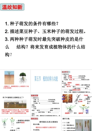 八年级生物上册 4.1.5《根的结构与功能》课件2 （新版）济南版-（新版）济南版初中八年级全册生物课件