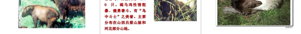 八年级生物上册 17.2《我国的动物资源及其保护》课件4 （新版）北师大版-（新版）北师大级上册生物课件