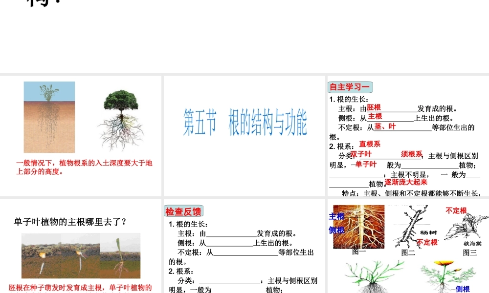 八年级生物上册 4.1.5《根的结构与功能》课件2 （新版）济南版-（新版）济南级全册生物课件