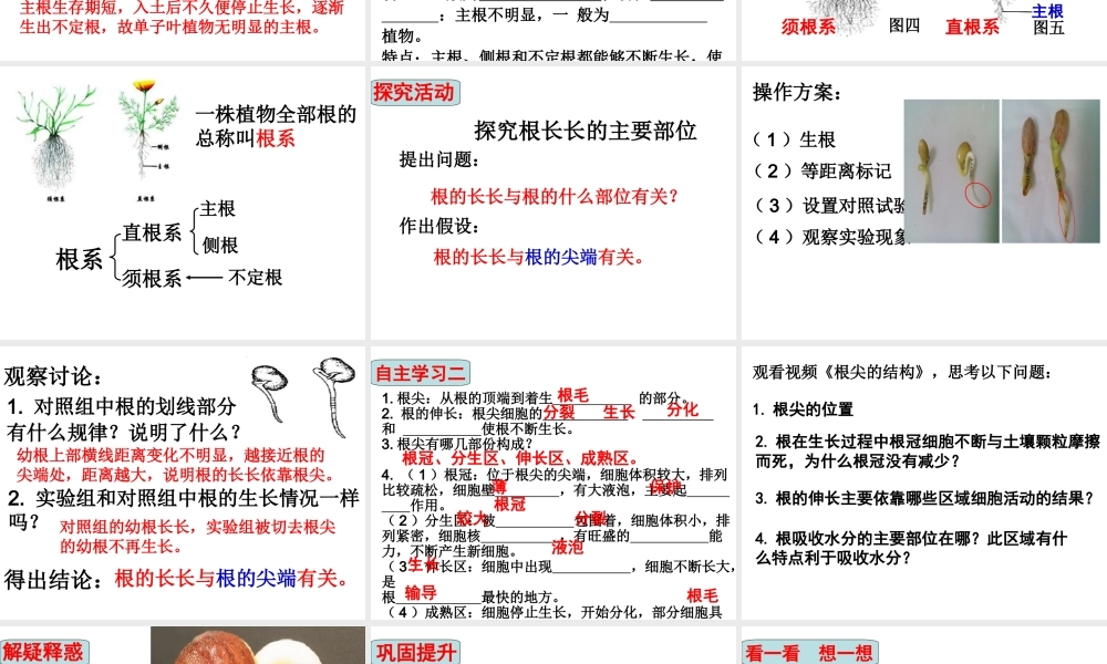 八年级生物上册 4.1.5《根的结构与功能》课件2 （新版）济南版-（新版）济南级全册生物课件