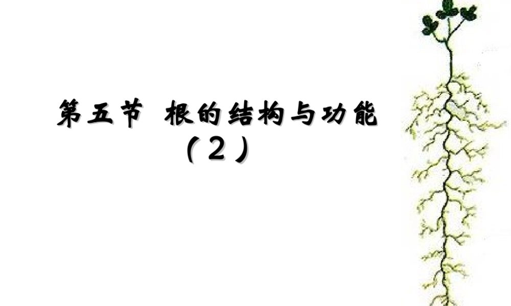 八年级生物上册 4.1.5《根的结构与功能》课件3 （新版）济南版-（新版）济南版初中八年级上册生物课件