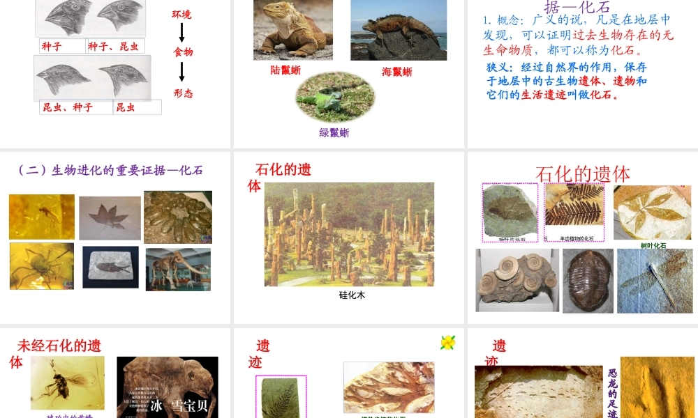 八年级生物上册 12.2 生物的进化教学课件 （新版）北京版-北京级上册生物课件