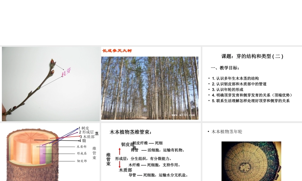 八年级生物上册 4.1.6 芽的类型和结构课件 济南版