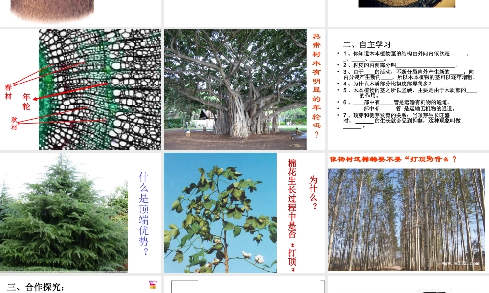 八年级生物上册 4.1.6 芽的类型和结构课件 济南版