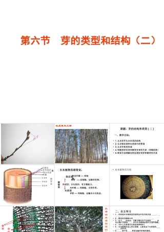 八年级生物上册 4.1.6 芽的类型和结构课件 济南版