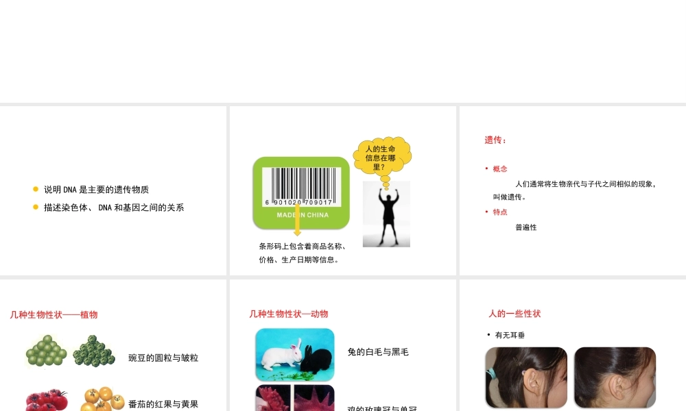 八年级生物上册 4.4.1《遗传的物质基础》课件1 （新版）济南版-（新版）济南版初中八年级上册生物课件