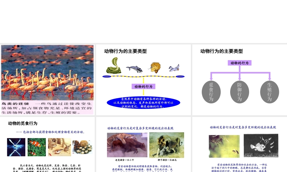 八年级生物上册 18.1 动物行为的主要类型课件 （新版）苏教版-（新版）苏教版初中八年级上册生物课件