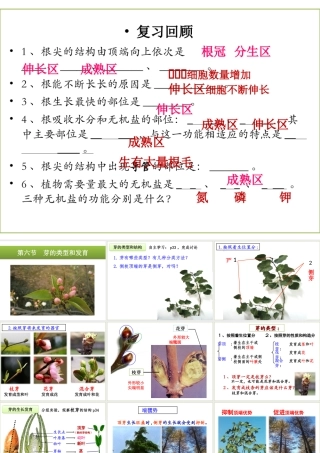 八年级生物上册 4.1.6《芽的类型和发育》课件 （新版）济南版-（新版）济南版初中八年级上册生物课件