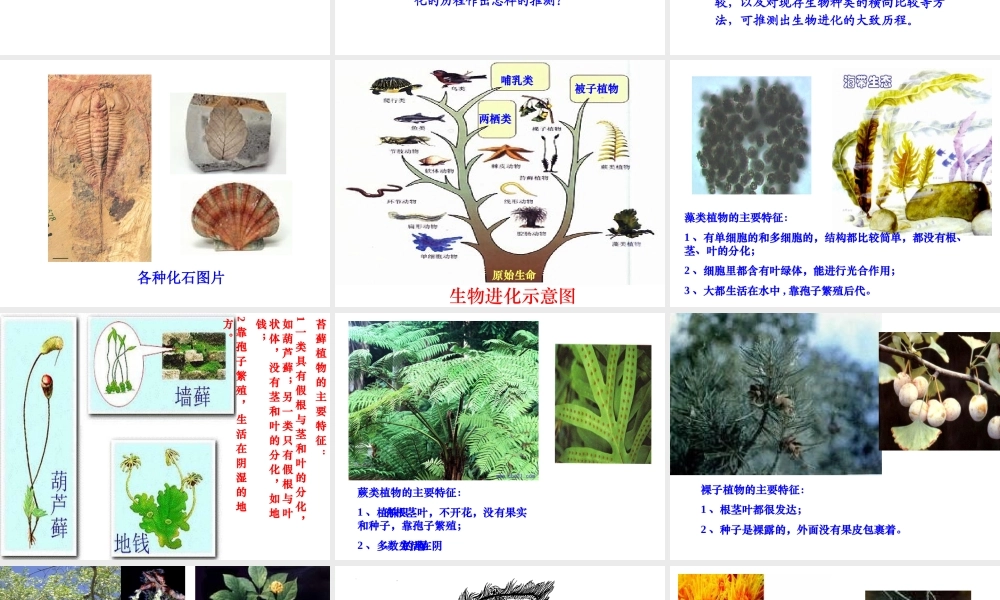 八年级生物上册 12.3 生物的起源与进化教学课件 （新版）北京版-北京版初中八年级上册生物课件