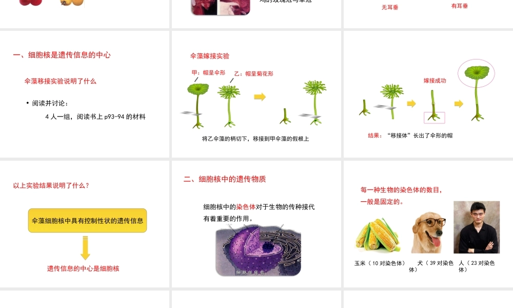 八年级生物上册 4.4.1《遗传的物质基础》课件1 （新版）济南版-（新版）济南级上册生物课件