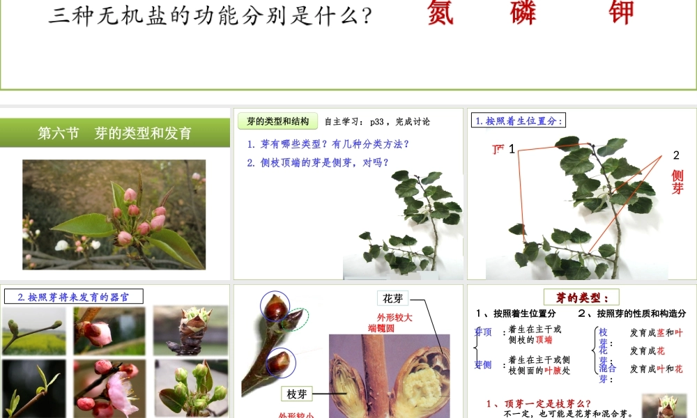 八年级生物上册 4.1.6《芽的类型和发育》课件 （新版）济南版-（新版）济南级上册生物课件