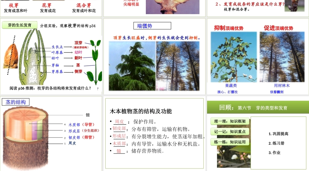 八年级生物上册 4.1.6《芽的类型和发育》课件 （新版）济南版-（新版）济南级上册生物课件