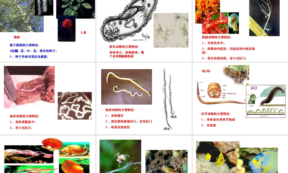 八年级生物上册 12.3 生物的起源与进化教学课件 （新版）北京版-北京级上册生物课件