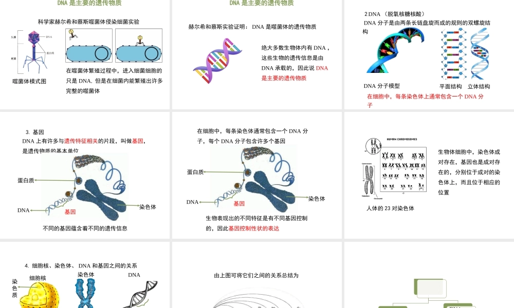 八年级生物上册 4.4.1《遗传的物质基础》课件2 （新版）济南版-（新版）济南版初中八年级上册生物课件