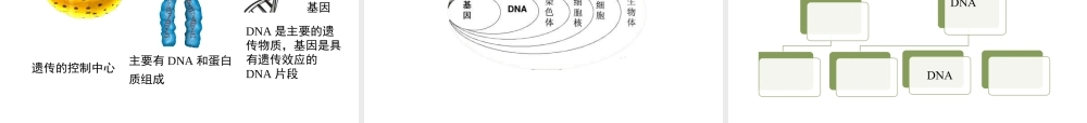 八年级生物上册 4.4.1《遗传的物质基础》课件2 （新版）济南版-（新版）济南版初中八年级上册生物课件