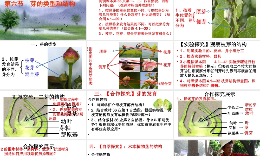 八年级生物上册 4.1.6《芽的类型和发育》课件1 （新版）济南版-（新版）济南版初中八年级上册生物课件