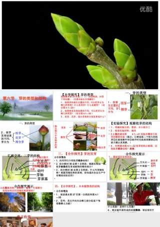 八年级生物上册 4.1.6《芽的类型和发育》课件1 （新版）济南版-（新版）济南版初中八年级上册生物课件