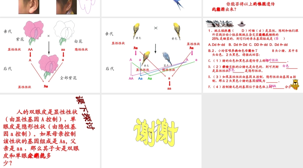 八年级生物上册 13.1 生物性状的遗传（第二课时）课件 北京课改版
