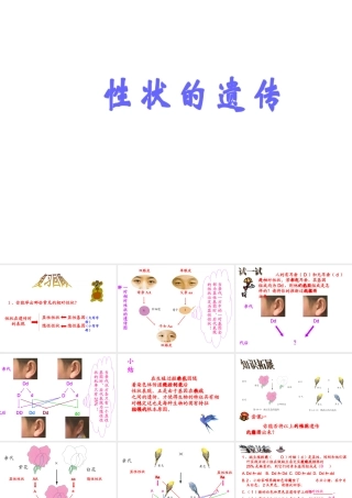 八年级生物上册 13.1 生物性状的遗传（第二课时）课件 北京课改版