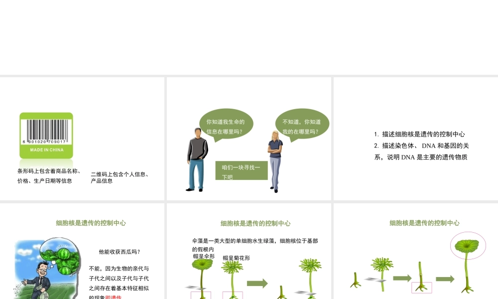 八年级生物上册 4.4.1《遗传的物质基础》课件2 （新版）济南版-（新版）济南级上册生物课件