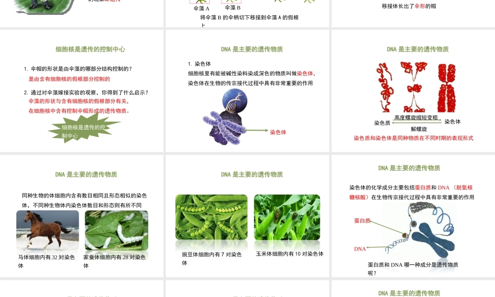 八年级生物上册 4.4.1《遗传的物质基础》课件2 （新版）济南版-（新版）济南级上册生物课件