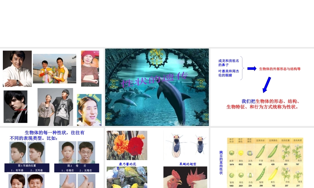 八年级生物上册 13.1 生物性状的遗传（第一课时）课件 北京课改版