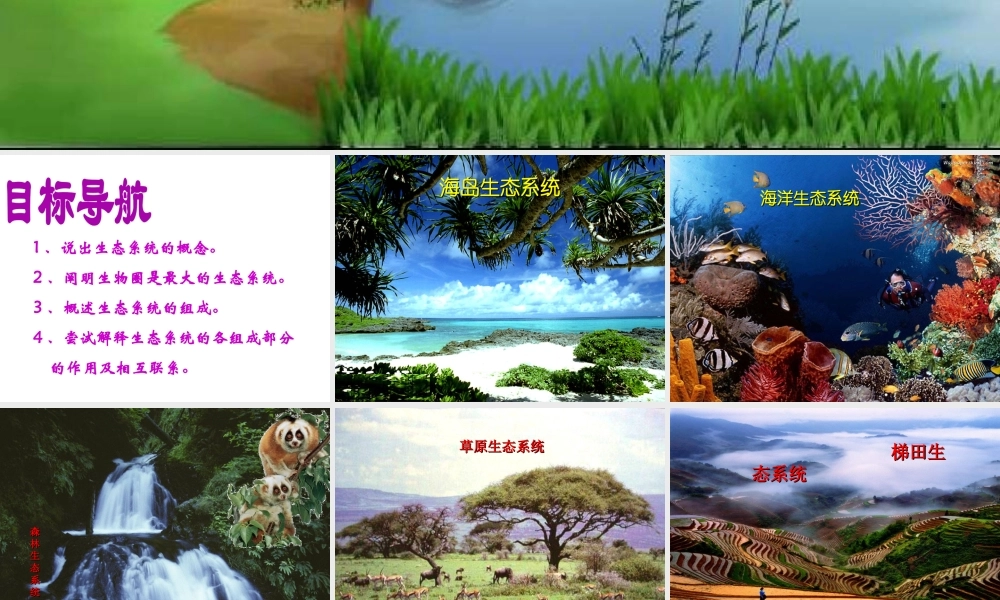 八年级生物上册 19.1 生态系统的组成课件 苏教版-苏教版初中八年级上册生物课件