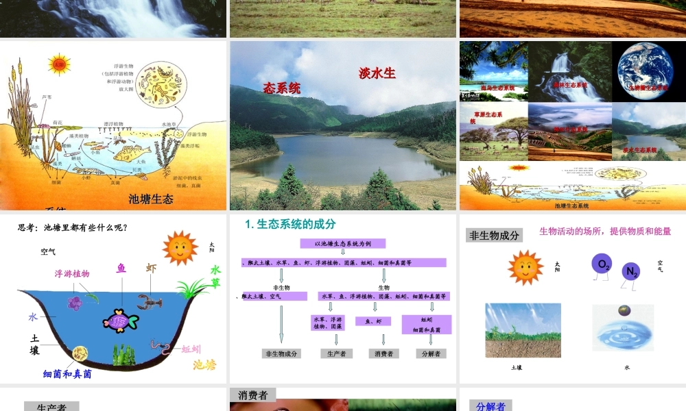 八年级生物上册 19.1 生态系统的组成课件 苏教版-苏教版初中八年级上册生物课件