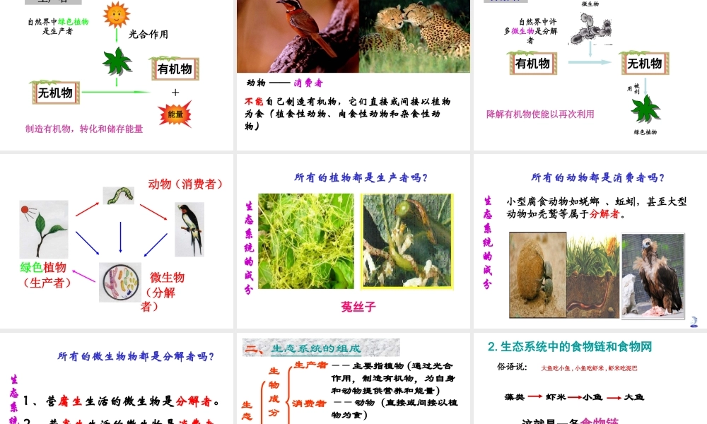 八年级生物上册 19.1 生态系统的组成课件 苏教版-苏教版初中八年级上册生物课件