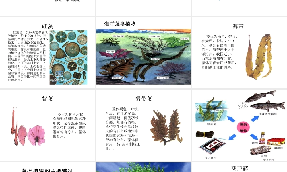 八年级生物上册 14.1 五彩缤纷的植物世界课件 （新版）苏教版-（新版）苏教版初中八年级上册生物课件