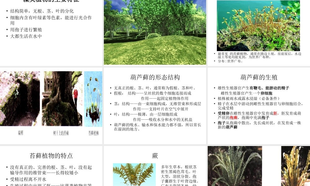 八年级生物上册 14.1 五彩缤纷的植物世界课件 （新版）苏教版-（新版）苏教版初中八年级上册生物课件