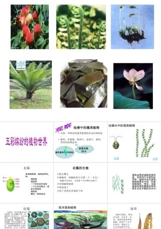 八年级生物上册 14.1 五彩缤纷的植物世界课件 （新版）苏教版-（新版）苏教版初中八年级上册生物课件