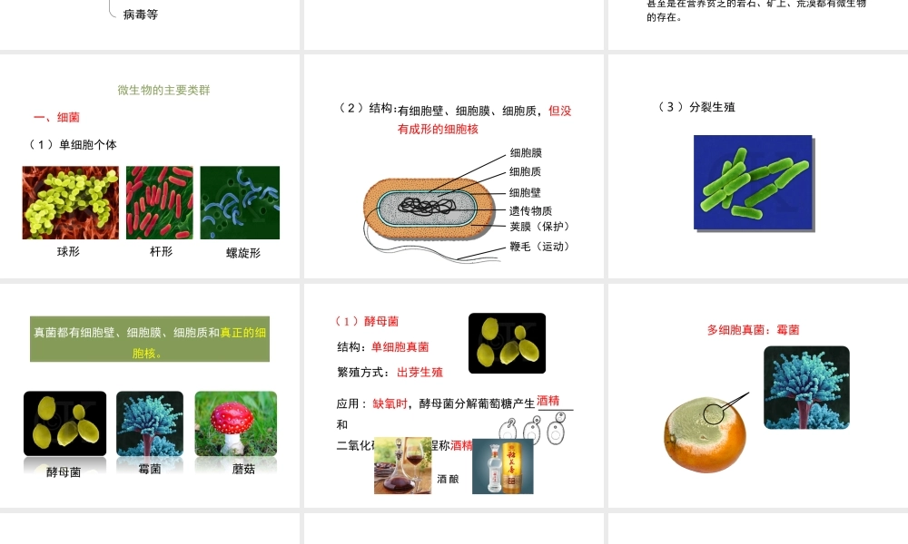 八年级生物上册 18.1 微生物在生物圈中的作用（第1课时）课件（1）（新版）北师大版-（新版）北师大级上册生物课件